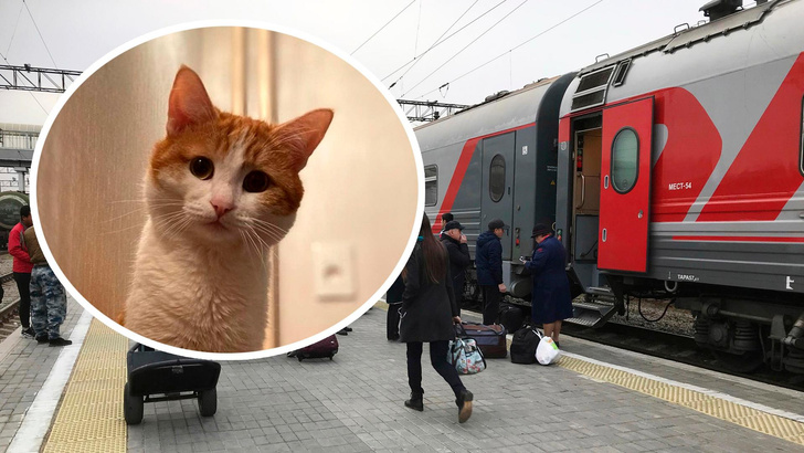 Чему всех научила история кота Твикса: как теперь изменятся правила перевозки животных в поездах?
