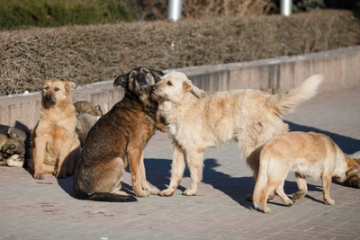 Жители Волжского жалуются на бродячих собак