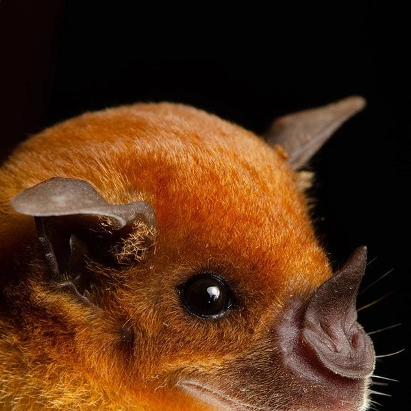 Бледный копьенос (Phyllostomus-discolor) | Источник: José Gabriel Martínez-Fonseca via PetaPixel