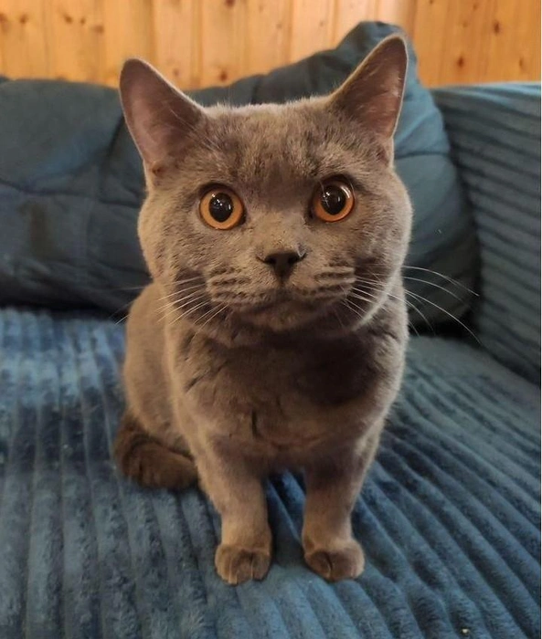 Британец-гуманист&nbsp;— совсем мышей не ловит! | Источник: Авито 