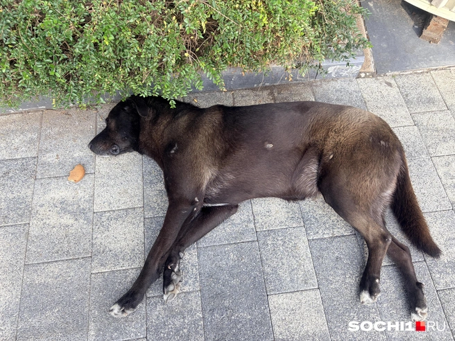 Сочинским собакам лень даже печенье съесть | Источник: Анна Грицевич / SOCHI1.RU