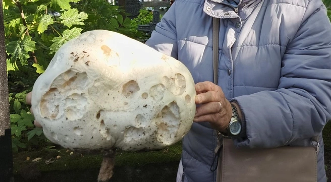 Фото: на Васильевском острове нашли гриб гигантского размера | Источник: Маори Мурр, «ВКонтакте»
