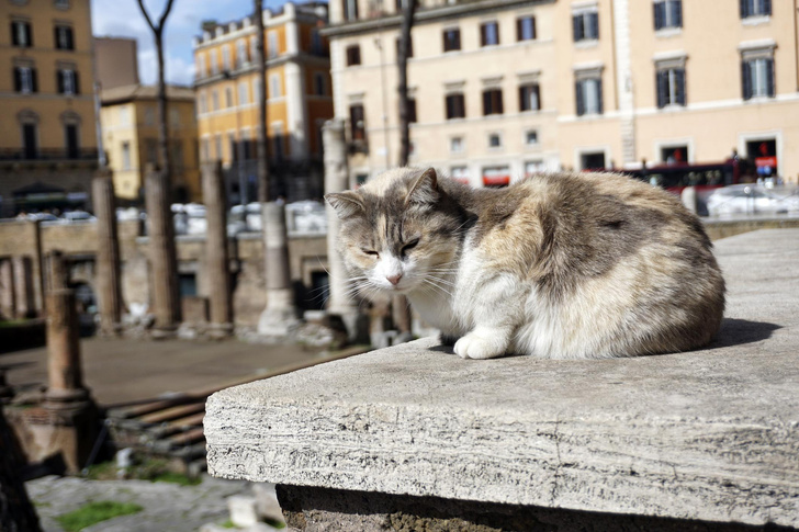 Пушистые и независимые достопримечательности: 10 самых «кошачьих» мест мира