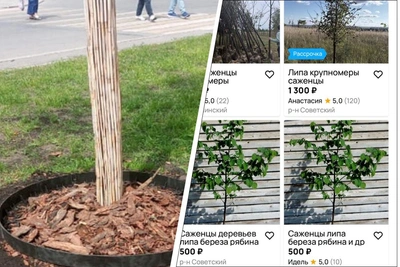 В Уфе на озеленение выделили 23,5 млн рублей, саженец липы стоит 65 тыс.