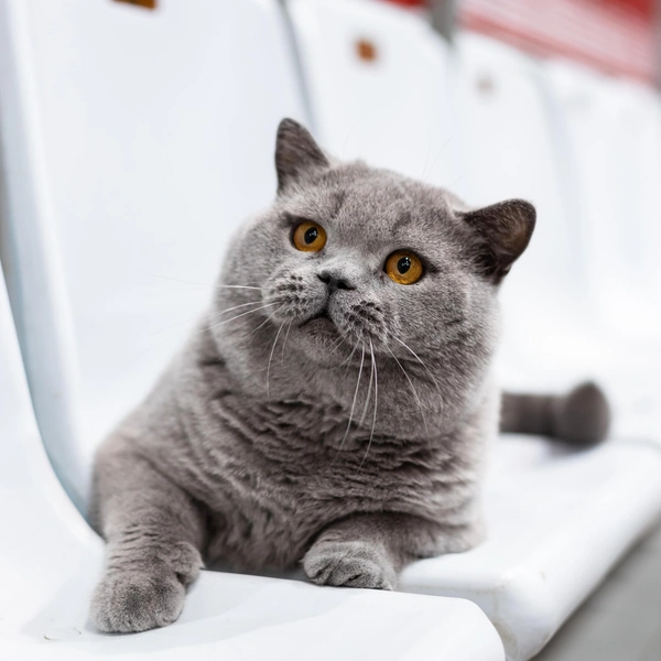 Замыкает тройку (18&nbsp;217 баллов) британский короткошерстный кот из Беларуси по кличке Moki TarLen Luxury | Источник: WCF