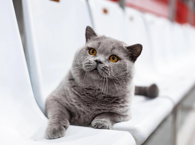 … и третье место! | Источник: wcf-bestcat.de