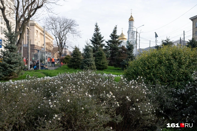 На Западном развороте цветет вересковая астра | Источник: Евгений Вдовин / 161.RU