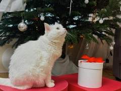 Новогодний декор, который выдержит даже самого любопытного кота: 7 стильных решений от блогеров
