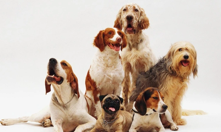 Топ-3 породы собак, которые категорически не подходят начинающим собаководам | Источник: iStockphoto/Wirestock