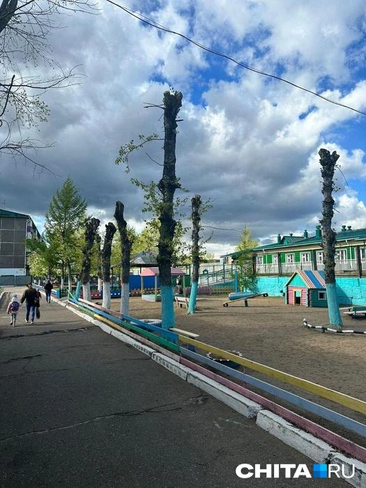 Санитарная обрезка возле детсада в Песчанке. По словам депутата гордумы Александра Корчагина, деревья «зацвели и остались живы» | Источник: очевидец