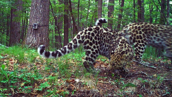 Источник: «Земля леопарда» / leopard-land.ru
