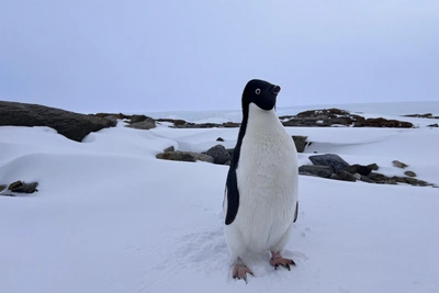 В бухте Тала в Антарктиде появилась мобильная связь