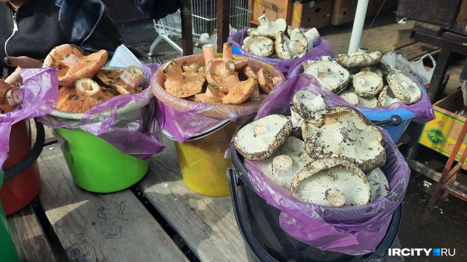 Появились грузди, но немного | Источник: Виктор Лучкин / «ИрСити»