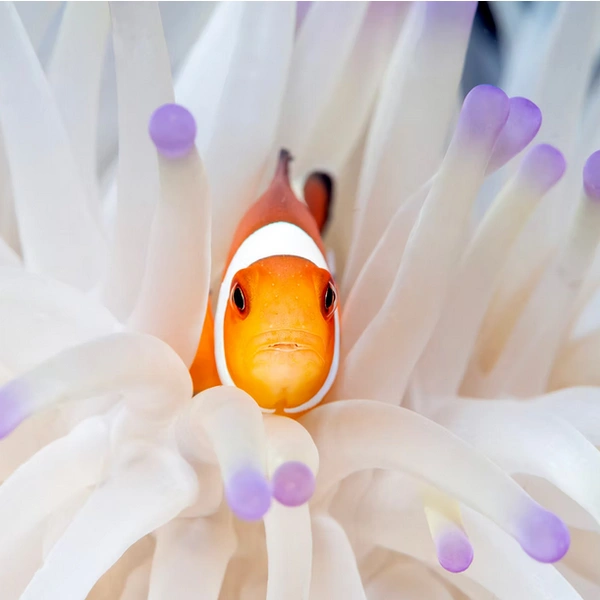 Источник: Paul Eijkemans / The Artist Gallery Awards&nbsp;— Wildlife 2024