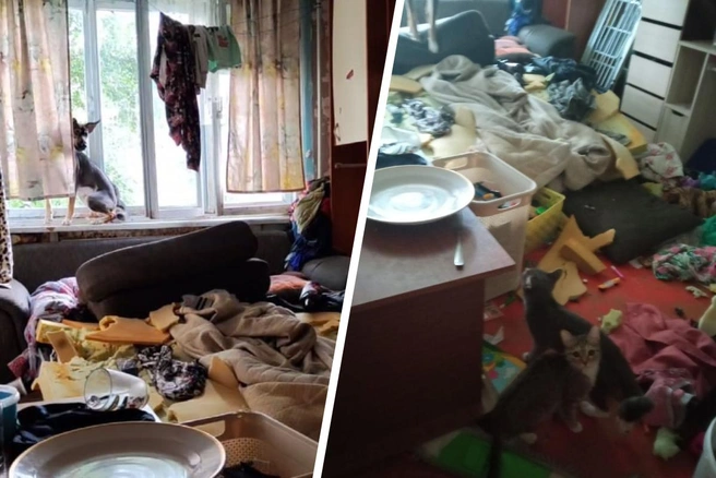 Чтобы сделать эти снимки, соседям Татьяны Б. не пришлось вламываться в ее комнату — достаточно было просунуть телефон в огромный разлом в двери | Источник: Светлана Васильева