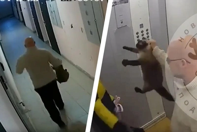 Новосибирец выбросил кошку на улицу в мороз — видео