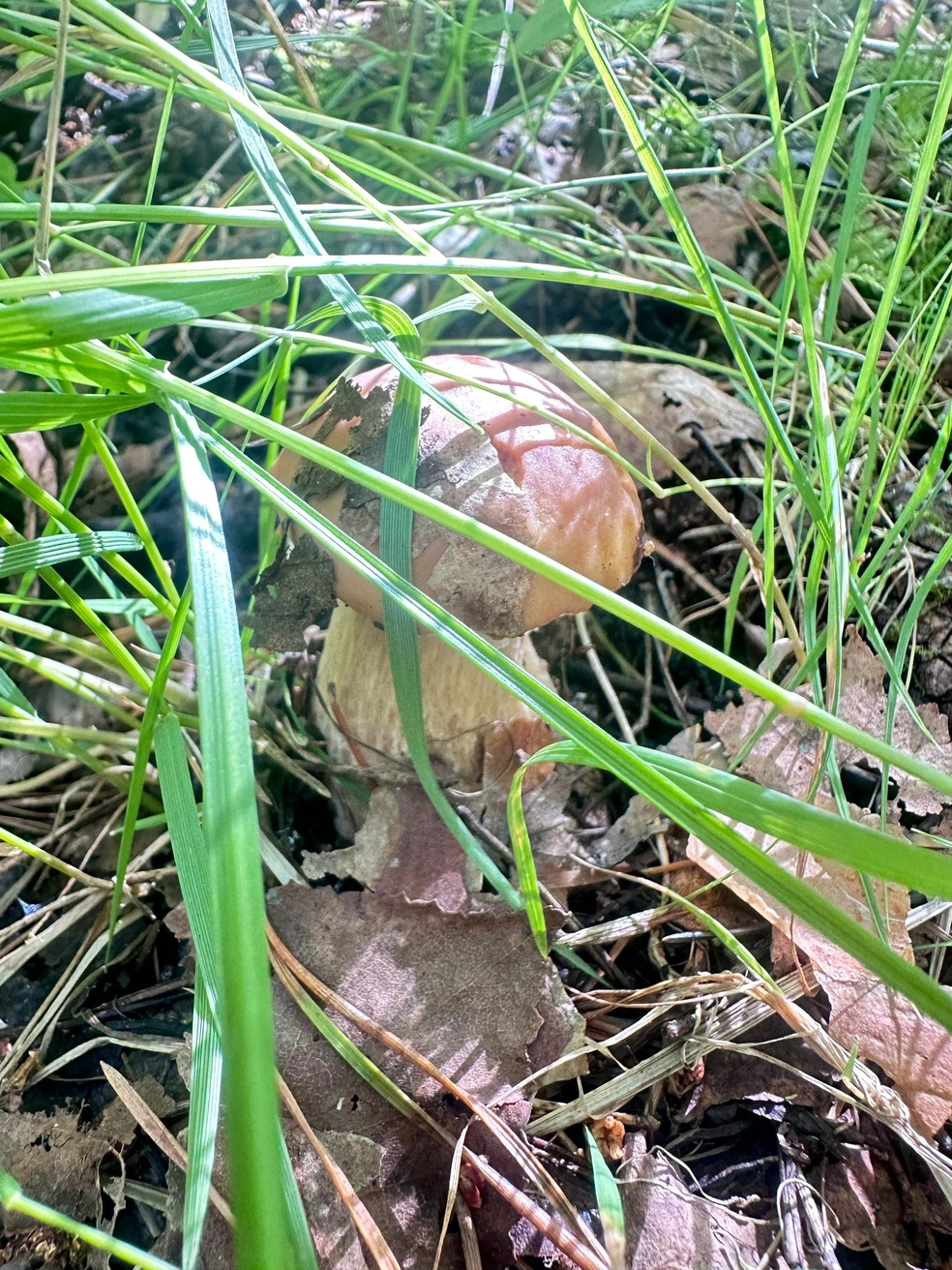 Под Первоуральском собирают белые | Источник: «Дары лесов Урала» / Vk.com