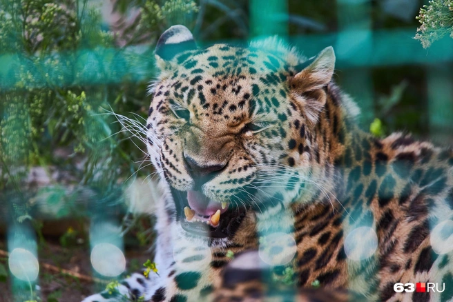 Вы не смотрите, что я рычу&nbsp;— мне на самом деле всё нравится | Источник: Роман Данилкин / 63.RU