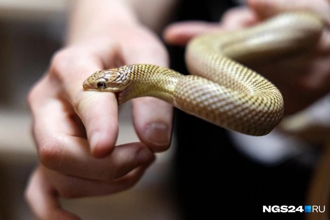 Голодные змеи кусаются. Саша уверяет, что кошки кусаются больнее  | Источник: Мария Ленц / NGS24.RU