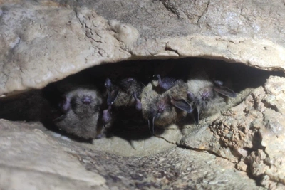 На Урале обнаружены исчезающие летучие мыши. Их будут охранять