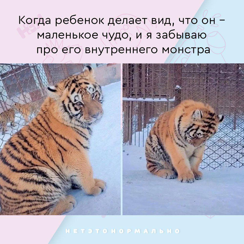 И еще коты и юмор :-) Здравствуйте, уважаемые, Приятного, времени, суток