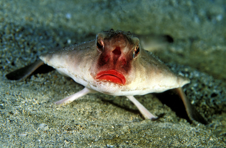 Подводный монстр с сочными красными губами и презрительной усмешкой: посмотрите, как выглядит нетопырь Дарвина