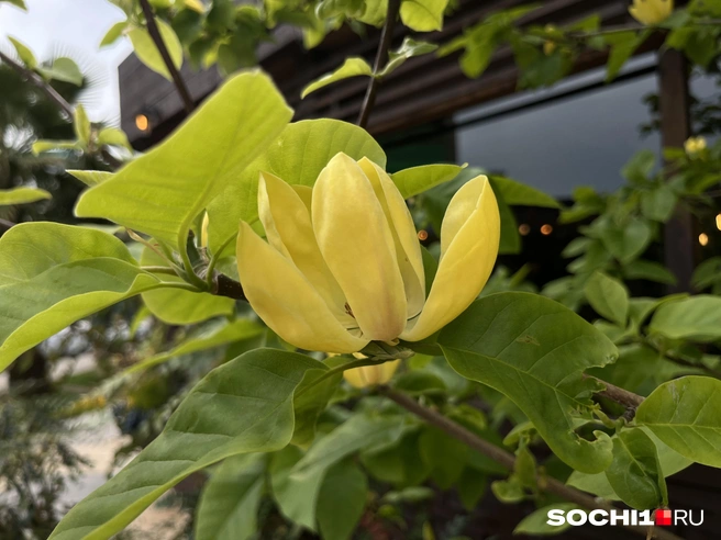 Сочи цветет | Источник: Анна Грицевич / SOCHI1.RU