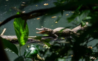 Забудьте про пауков: в древней Австралии крокодилы прыгали на добычу с деревьев
