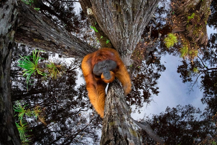 Архивные фото: только полюбуйтесь на 13 снимков победителей конкурса World Nature Photography Awards 2020 | Источник: Thomas Vijayan / World Nature Photography Awards 2020