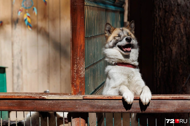 Самые веселые хорошие мальчики в невероятных количествах живут в «Деревне ездовых собак» | Источник: Ирина Шарова / 72.RU