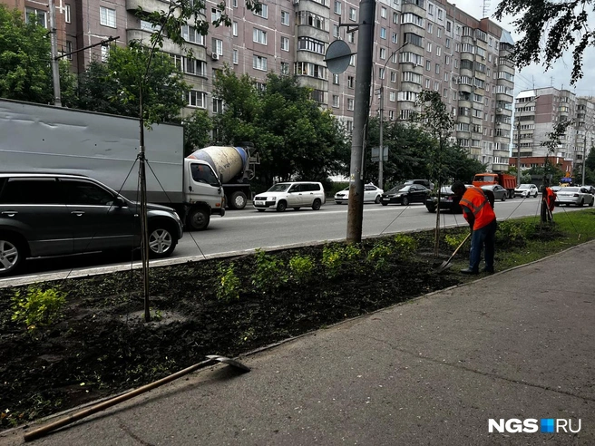 Подрядчик высаживает газон | Источник: Алена Яхтина / NGS.RU