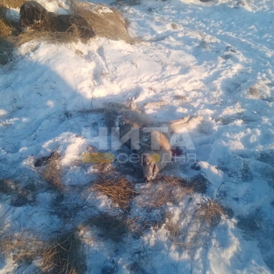 https://n1s1.hsmedia.ru/85/f8/5c/85f85c45dce7ddb3ae9d445c97686a1d/960x960_0xlgseIafF_8031117020995485965.jpg
