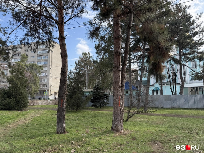 На многих деревьях появились красные черточки | Источник: Валерия Дульская / 93.RU