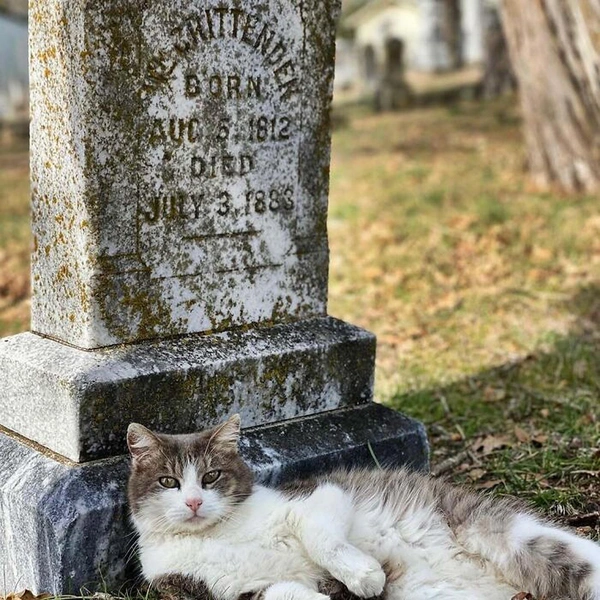 Фотографии котов на кладбищах, которые привносят смысл в нашу жизнь | Источник: соцсети