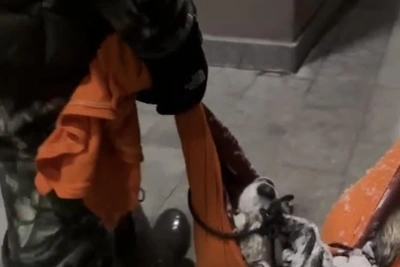 Сбитый «Ласточкой» в Сочи волк оказался хаски