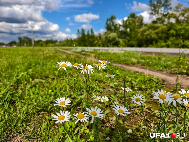 Ромашки на обочинах цветут | Источник: Булат Салихов / UFA1.RU
