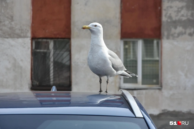 Ремонтные работы в Мурманске на Домостроительной затягиваются — движение ограничат на дольше | Источник: Александра Балаба
