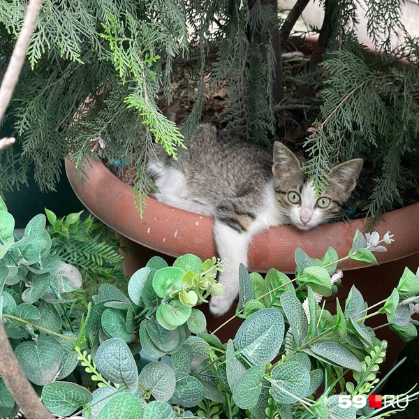 Куда же в Батуми без кошек | Источник: Тома Минадзе / 59.RU