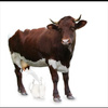 userpic__Red cow