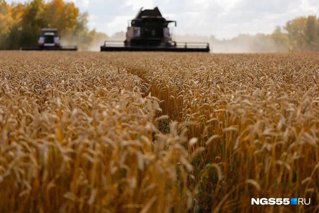 Посевы пшеницы аграрии будут сокращать и дальше | Источник: Евгений Софийчук / NGS55.RU