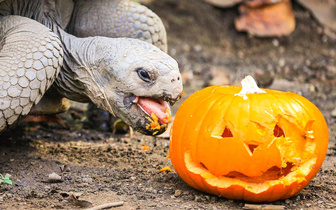Черепаха из Лондонского зоопарка наслаждается праздничной тыквой