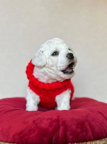 При виде этого сладкого пирожочка | Источник: читатель НГС 