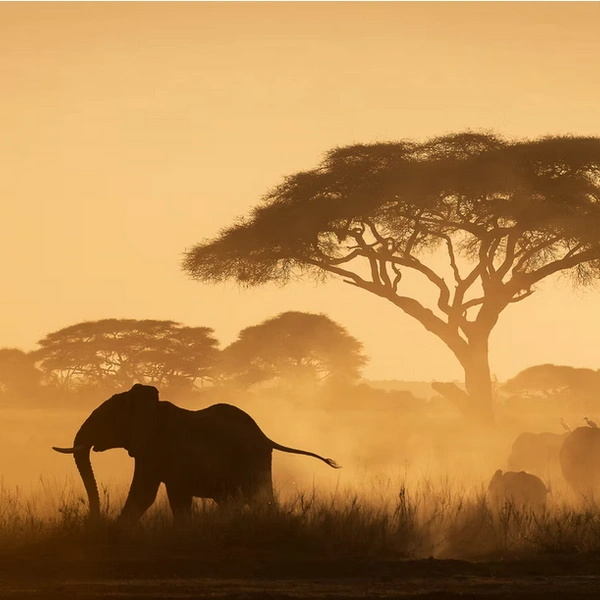 Источник: Turgay Uzer / The Artist Gallery Awards&nbsp;— Wildlife 2024