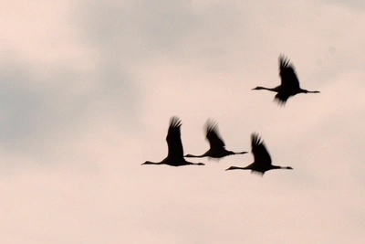 В Ленобласть вернулись журавли с африканской зимовки