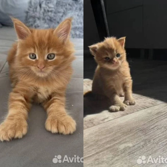 Котенку сейчас два месяца | Источник: Avito.ru