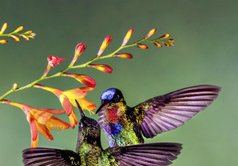 Маленькая жизнь: как колибри стали настоящими супергероями