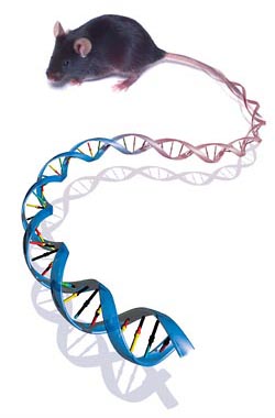 Мифы о генах