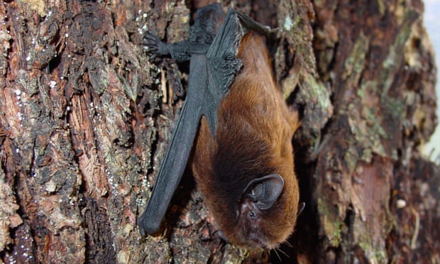 В Новой Зеландии проголосовали за птицу года | Источник: Department of Conservation NZ