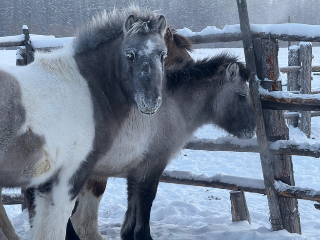 Якутские лошади отличаются особенной выносливостью | Источник: Татьяна и Георгий Васильевы / Личный архив