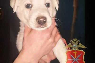 Лабрадора украли из квартиры в Новомосковске